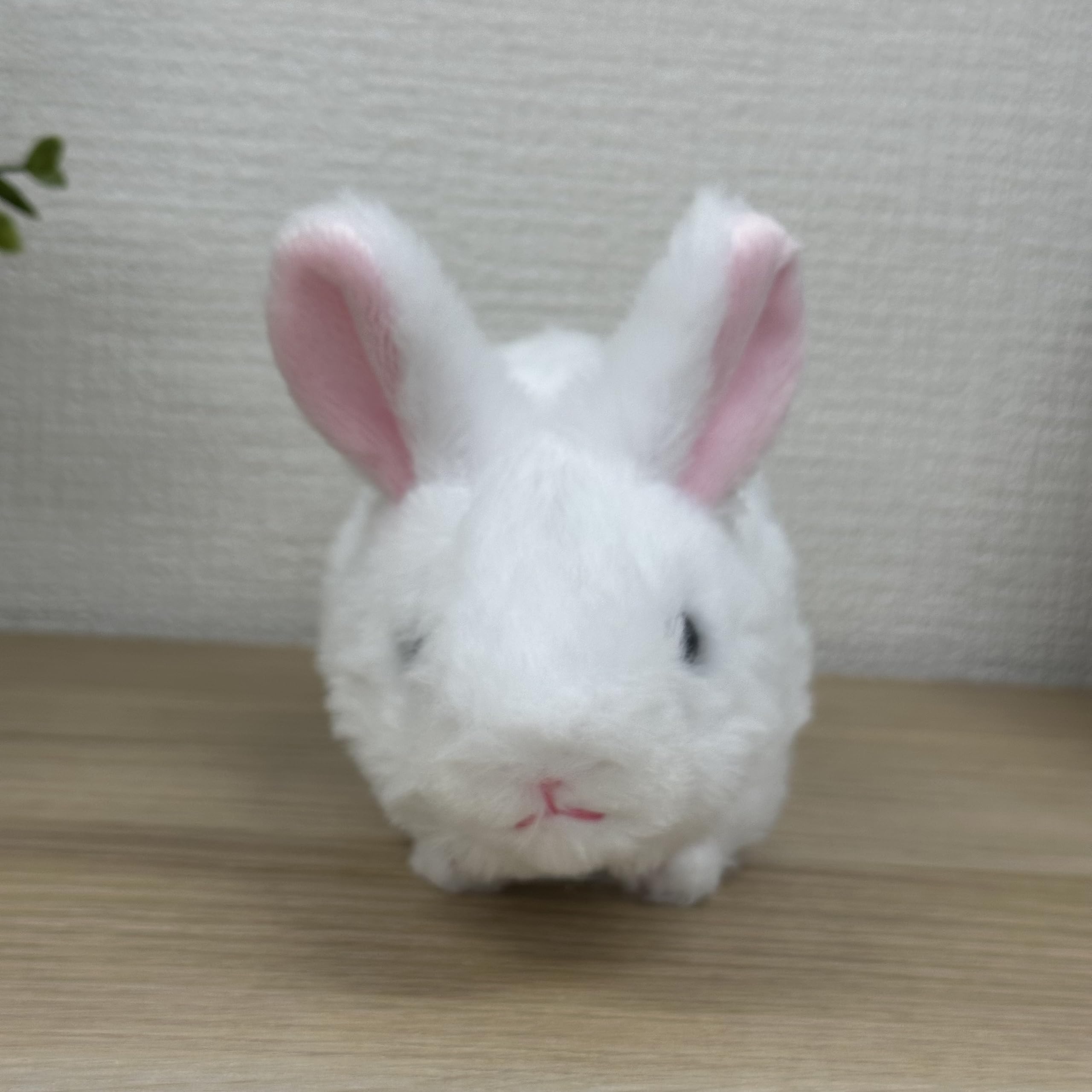 Amazon.co.jp: キュート販売 ぬいぐるみ MOU MOU うさぎ S 白 F0328